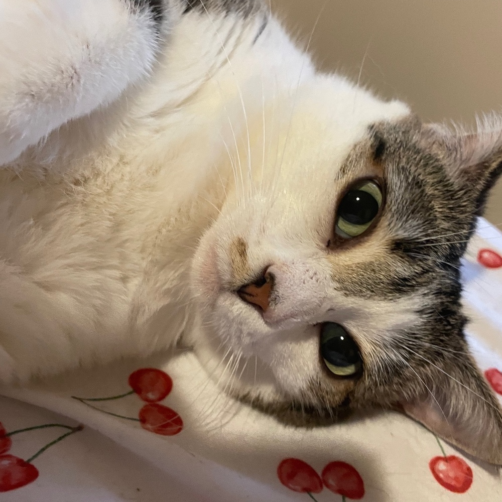 Meet your Posher, Autumn